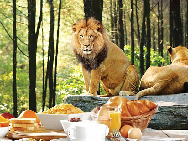 ライオンを眺めながら朝食をとるブレックファスト with ライオンのイメージ