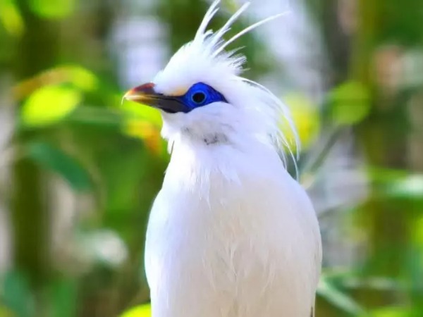 白い羽と目のまわりの青い肌が特徴のカンムリシロムク